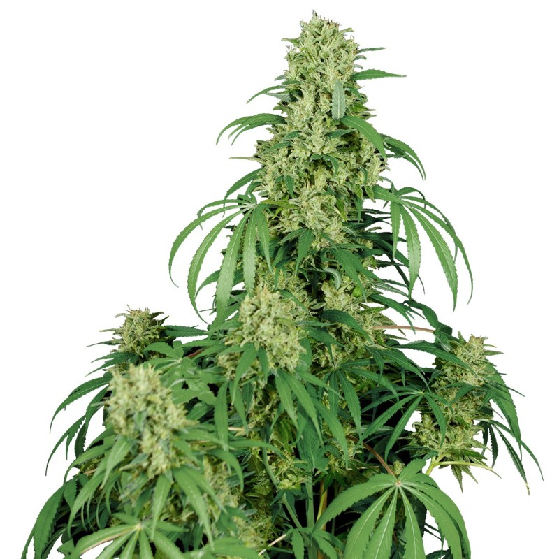 CALAMITY JANE AUTO · Buddha Seeds · semillas de marihuana · AutoFem