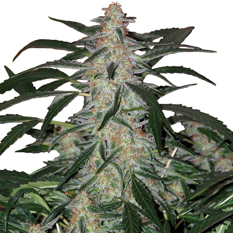 DEIMOS · Buddha Seeds · semillas de marihuana  · AutoFem