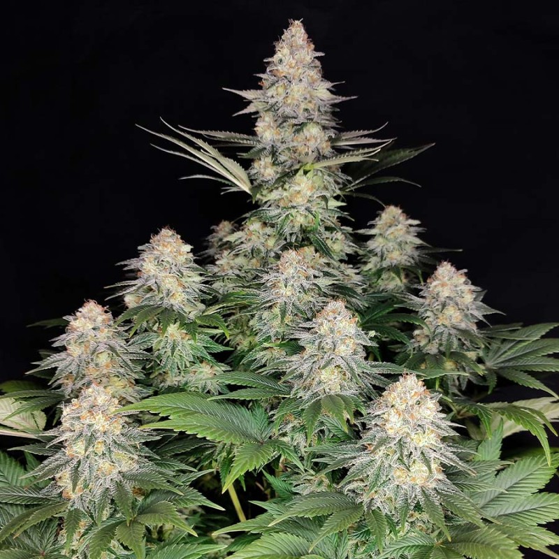 KRAKEN · Buddha Seeds · kaufen semillas de marihuana · Fem
