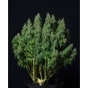 MAGNUM AUTO · Buddha Seeds · semillas de marihuana  · AutoFem
