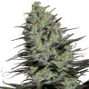 MORPHEUS · Buddha Seeds · kaufen semillas de marihuana · Fem