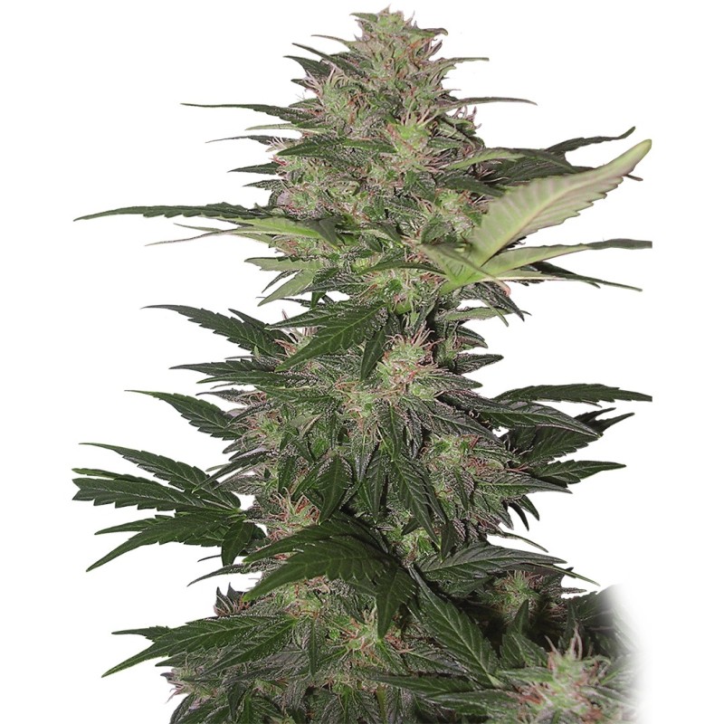 RED DWARF AUTO · Buddha Seeds · semillas de marihuana · AutoFem