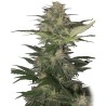 RED DWARF AUTO · Buddha Seeds · semillas de marihuana · AutoFem