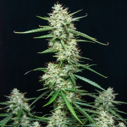 SYRUP · Buddha Seeds · semi...