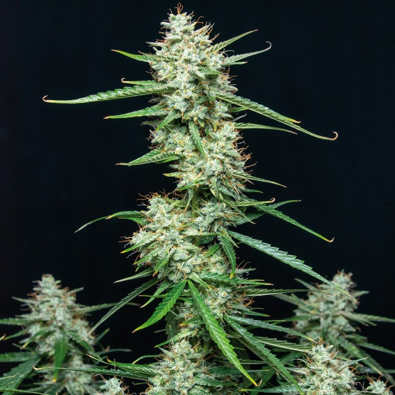 SYRUP · Buddha Seeds · semi di canapa indiana  · AutoFem