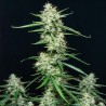 SYRUP · Buddha Seeds · semillas de marihuana  · AutoFem