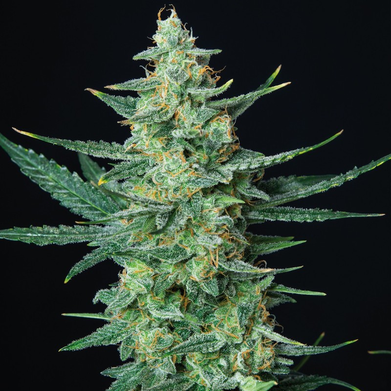 VESTA · Buddha Seeds · cannabis seeds · AutoFem