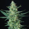 VESTA · Buddha Seeds · cannabis seeds · AutoFem