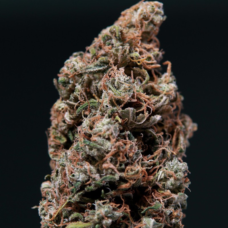 WHITE DWARF · Buddha Seeds · cannabis seeds · AutoFem