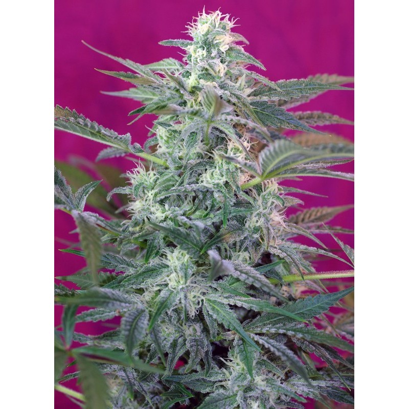 BIG FOOT · Sweet Seeds · semillas de marihuana · Fem
