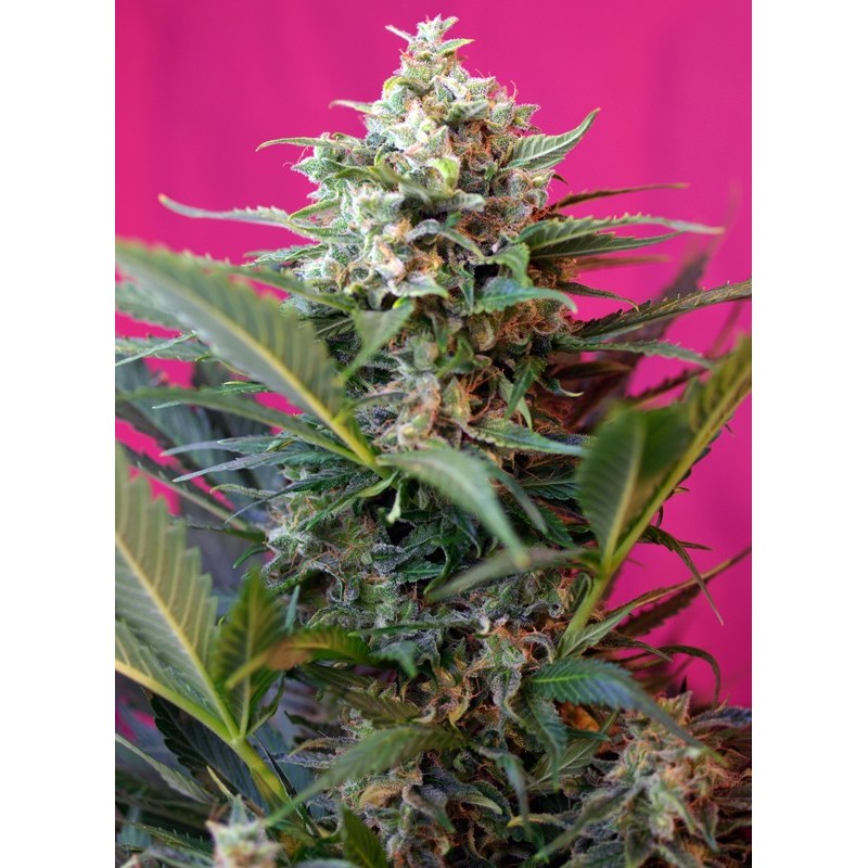 BIG DEVIL XL AUTO · Sweet Seeds · semillas de marihuana · AutoFem