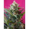 BIG DEVIL XL AUTO · Sweet Seeds · semillas de marihuana · AutoFem