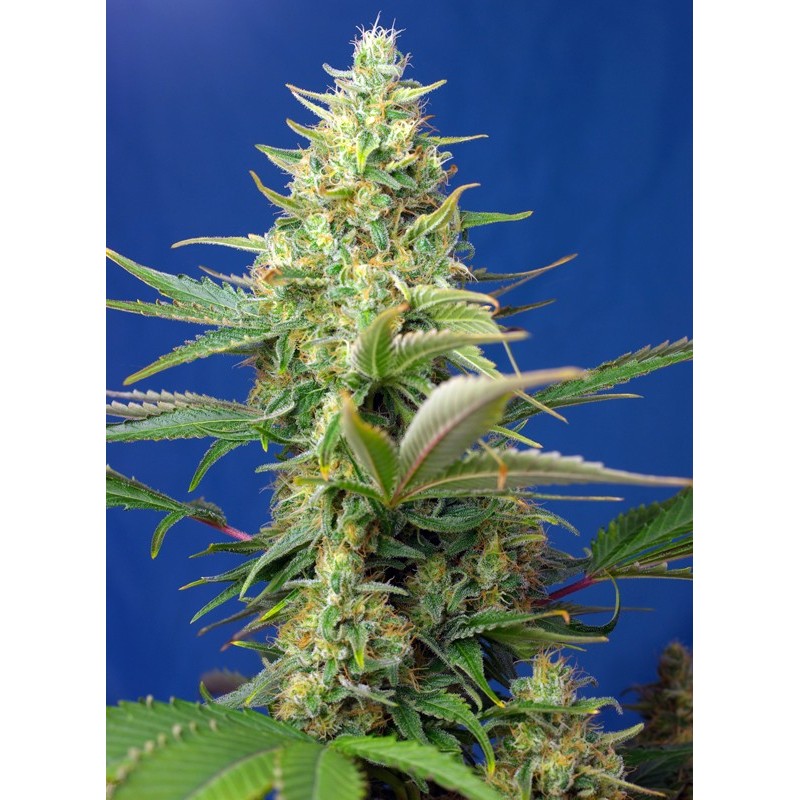 SWEET PURE AUTO CBD · Sweet Seeds · semi di canapa · AutoFem
