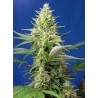 SWEET PURE AUTO CBD · Sweet Seeds · semillas de marihuana · AutoFem