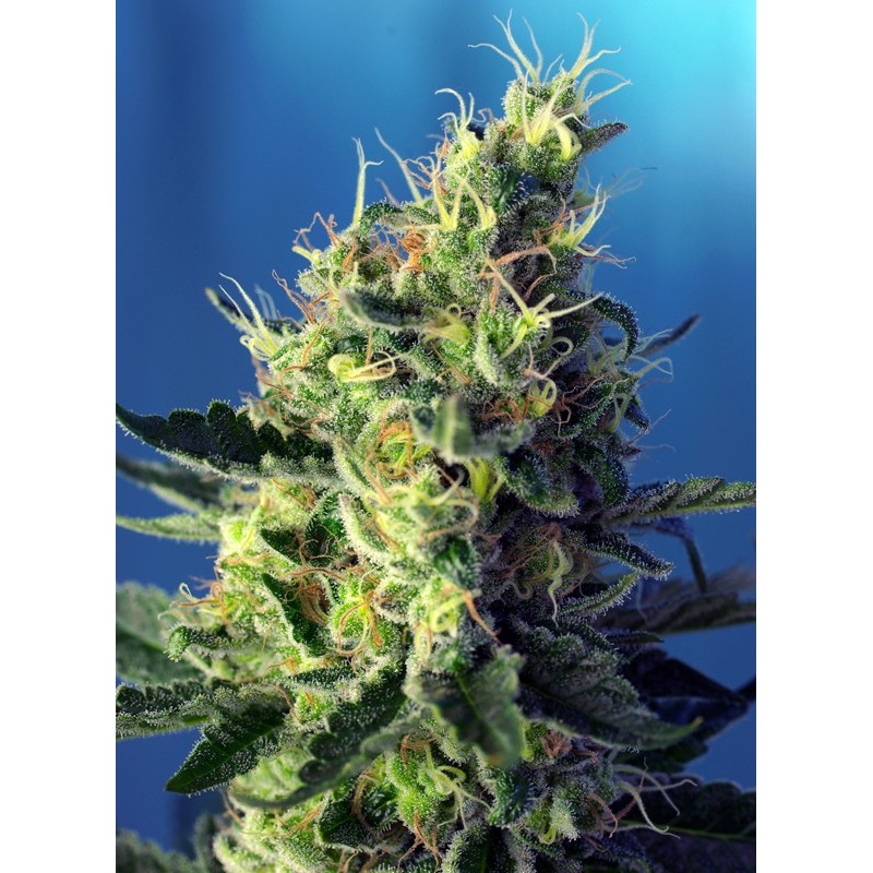 SWEET PURE CBD · Sweet Seeds · semillas de marihuana · Fem