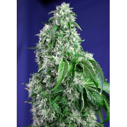 BIG DEVIL F1 FAST VERSION · Sweet Seeds · semi di canapa indiana · Fem