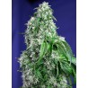 BIG DEVIL F1 FAST VERSION · Sweet Seeds · semillas de marihuana · Fem