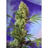 BIG DEVIL AUTO · Sweet Seeds · semillas de marihuna · AutoFem