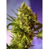 BIG DEVIL 2 AUTO · Sweet Seeds · semillas de marihuana · AutoFem