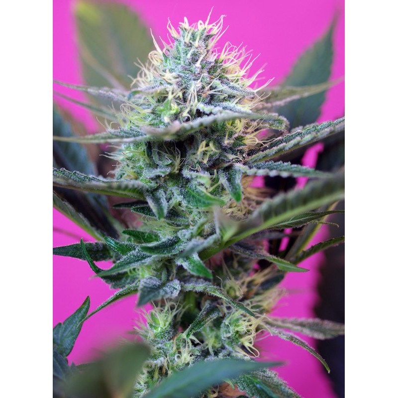 + SPEED AUTO· Sweet Seeds · semillas de marihuana · AutoFem