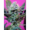+ SPEED AUTO· Sweet Seeds · semillas de marihuana · AutoFem