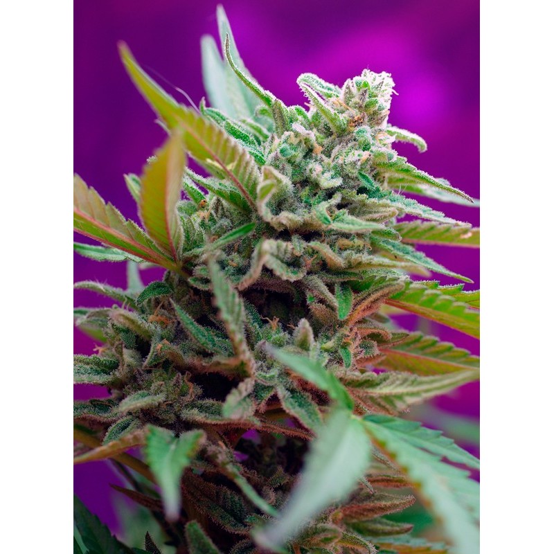 BLACK JACK AUTO · Sweet Seeds · semillas de marihuana · AutoFem