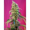 BLACK JACK CBD · Sweet Seeds · semillas de marihuana · Fem