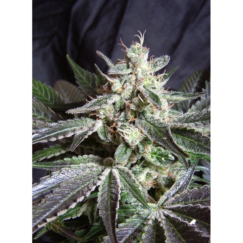 BLACK JACK · Sweet Seeds · Sweet Seeds ·semillas de marihuana · Fem