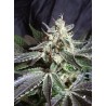 BLACK JACK · Sweet Seeds · Sweet Seeds ·semillas de marihuana · Fem