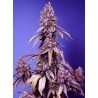 BLACK MUFFIN F1 FAST VERSION  · Sweet Seeds · semi di canapa · Fem