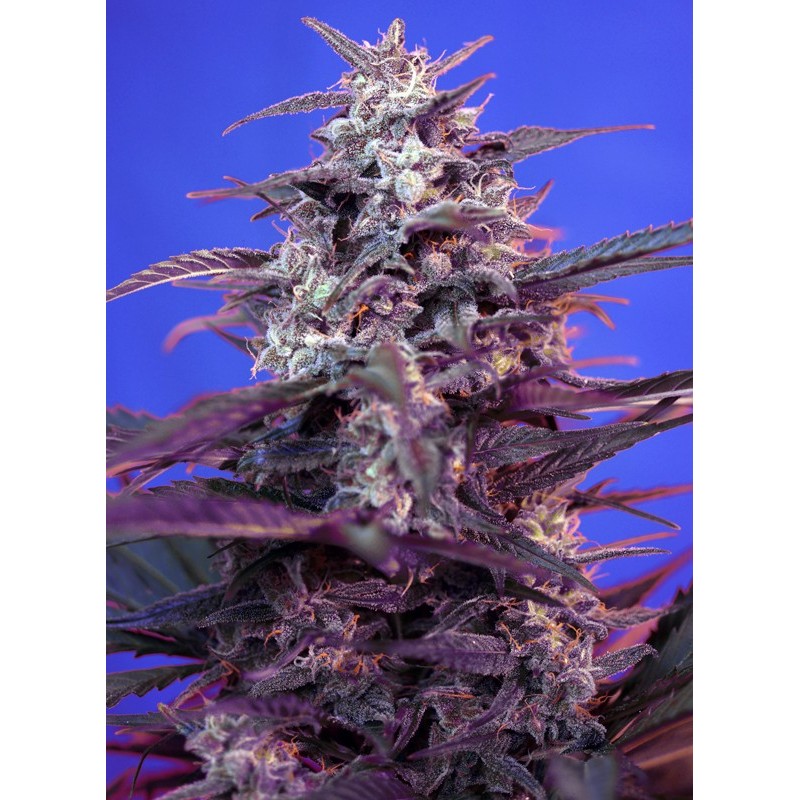 BLOODY SKUNK AUTO · Sweet Seeds · semillas de marihuana · AutoFem