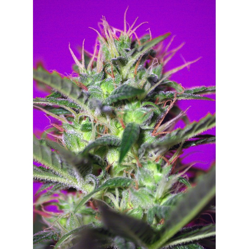 BOTAFUMEIROS · Sweet Seeds · semillas de marihuana · Fem