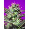 BOTAFUMEIROS · Sweet Seeds · semillas de marihuana · Fem