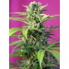 CHEM BEYOND DIESEL CBD · Sweet Seeds · semillas de marihuana · Fem