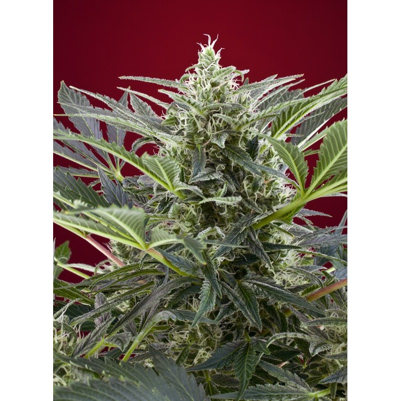 CREAM 47 · Sweet Seeds · semillas de marihuana · Fem