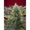 CREAM 47 · Sweet Seeds · semillas de marihuana · Fem