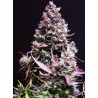 CREAM CARAMEL AUTO · Sweet Seeds · semillas de marihuana · AutoFem