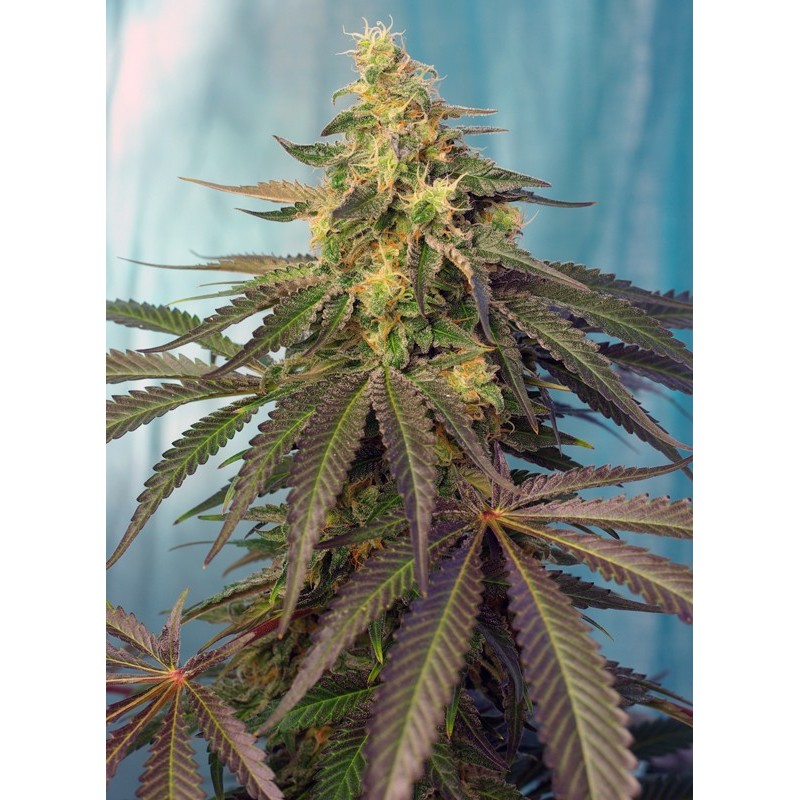 CREAM CARAMEL CBD · Sweet Seeds · semillas de marihuana · Fem