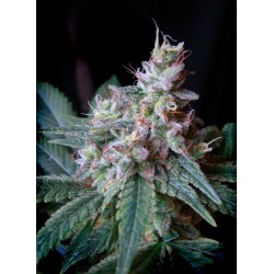CREAM CARAMEL · Sweet Seeds · semi d canapa ·  Fem