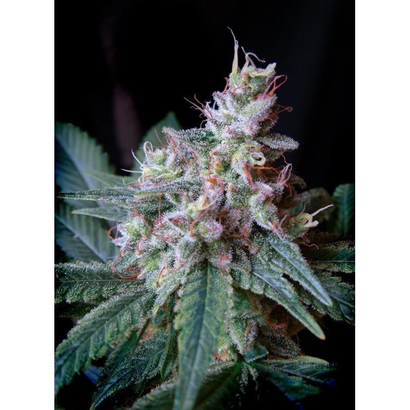 CREAM CARAMEL · Sweet Seeds · semi d canapa ·  Fem