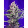 CREAM MANDARINE F1 FAST VERSION · Sweet Seeds · semillas de marihuana · Fem