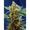 CREAM MANDARINE XL AUTO · Sweet Seeds · semillas de marihuana · AutoFem