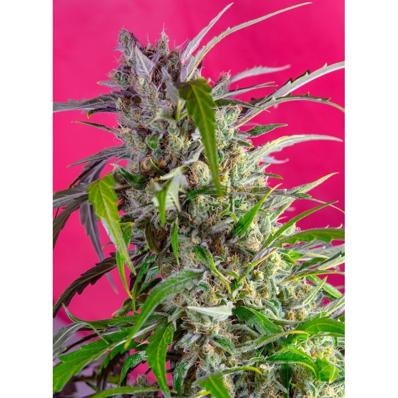 CRYSTAL CANDY AUTO · Sweet Seeds · semillas de marihuana · AutoFem