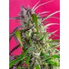 CRYSTAL CANDY AUTO · Sweet Seeds · semillas de marihuana · AutoFem