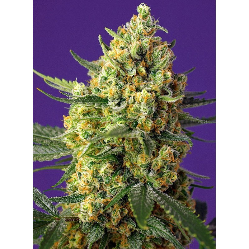 CRYSTAL CANDY XL AUTO · Sweet Seeds · semillas de marihuana · AutoFem