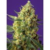 CRYSTAL CANDY XL AUTO · Sweet Seeds · semillas de marihuana · AutoFem