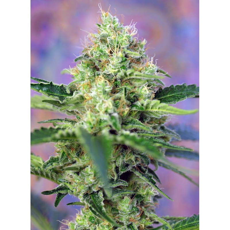 CRYSTAL CANDY · Sweet Seeds · semillas de marihuana · Fem
