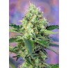 CRYSTAL CANDY · Sweet Seeds · semi di canapa · Fem