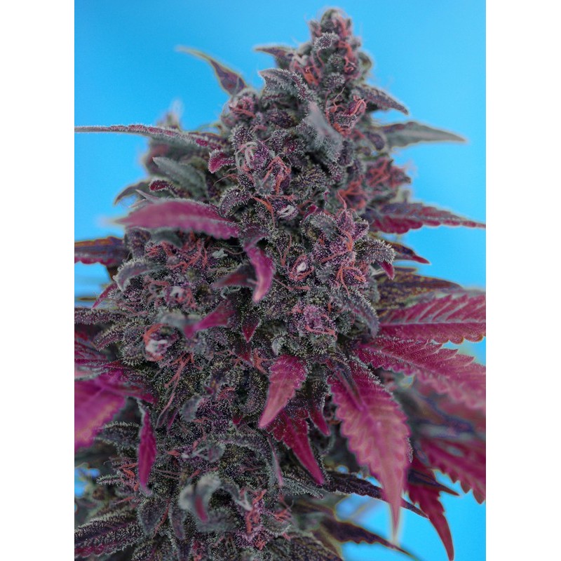 DARK DEVIL AUTO · Sweet Seeds · semillas de marihuana · AutoFem