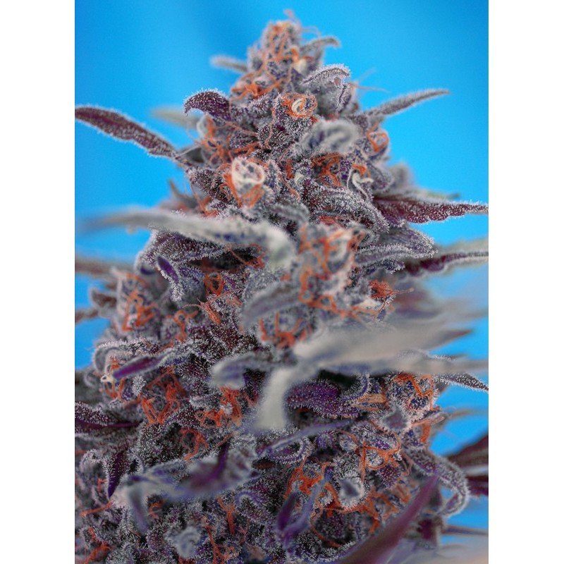 DEVIL CREAM AUTO · Sweet Seeds · semillas de marihuana · AutoFem